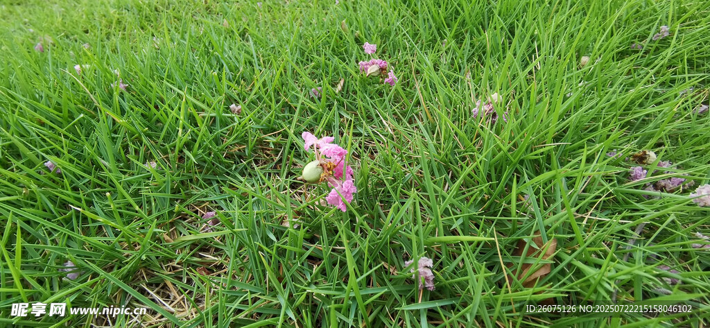 绿草中的粉色小花