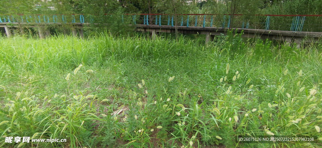 阳光下的翠绿草地