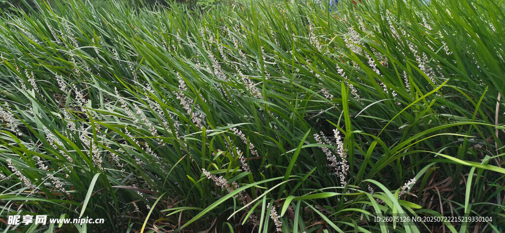 翠绿茂盛的草地