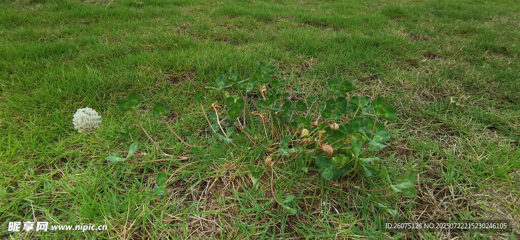 草地上的绿植与白色物体