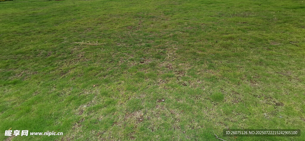 翠绿草地