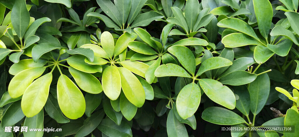嫩绿叶片的繁茂植物