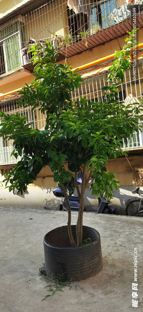 庭院中盆栽大树生机盎然