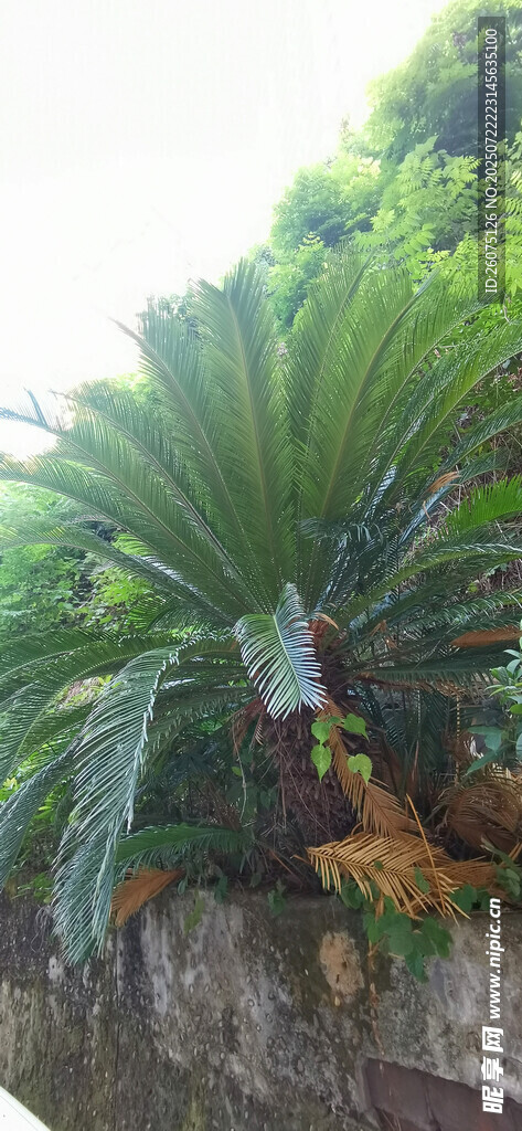 户外翠绿棕榈植物景观