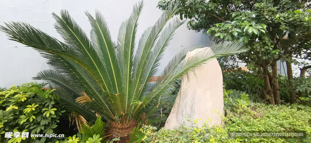 园林中的独特棕榈植物景观
