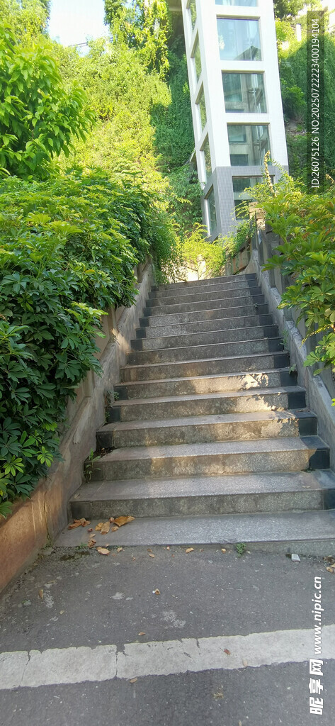 林间石阶