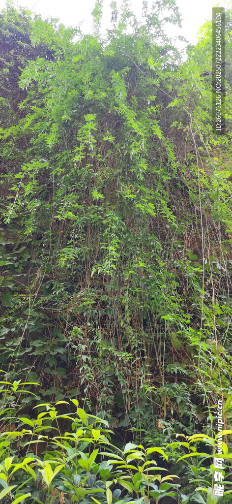 茂密绿植景观