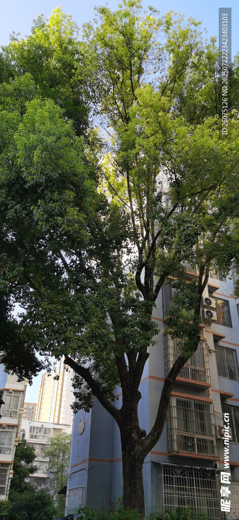 城市中葱郁的绿树