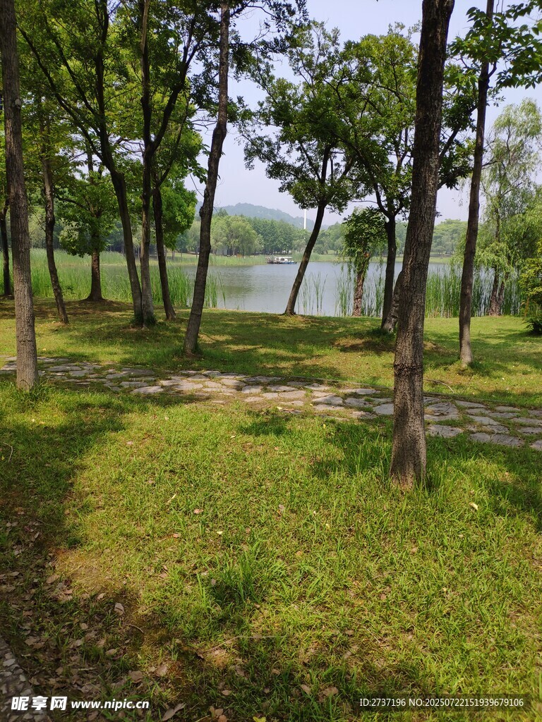 湖畔树林