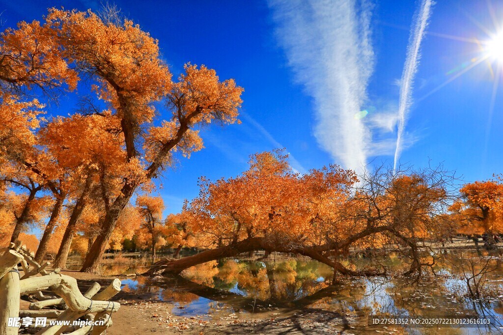 秋日胡杨林美景
