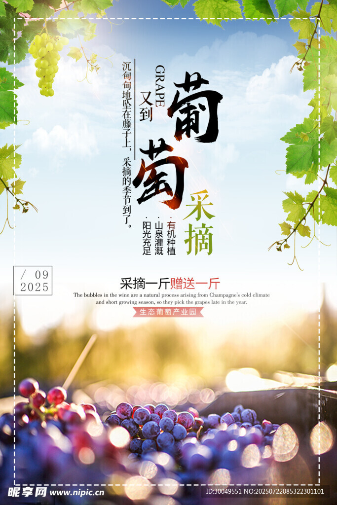葡萄海报