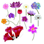 花朵矢量
