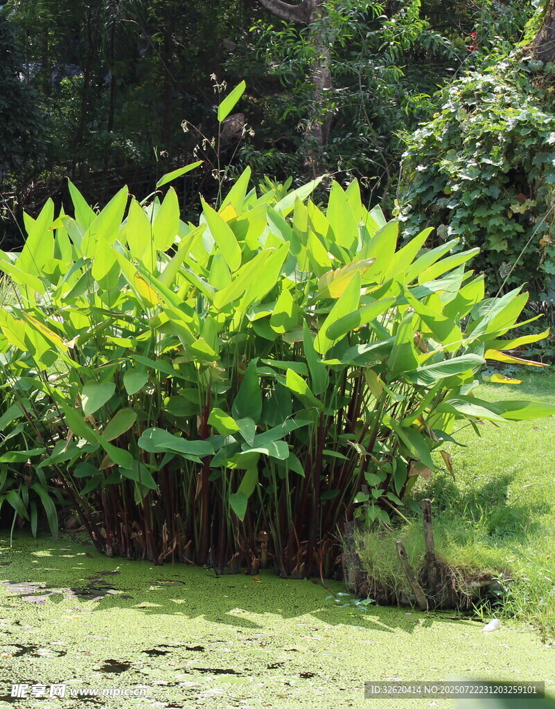 水边翠绿植物景观