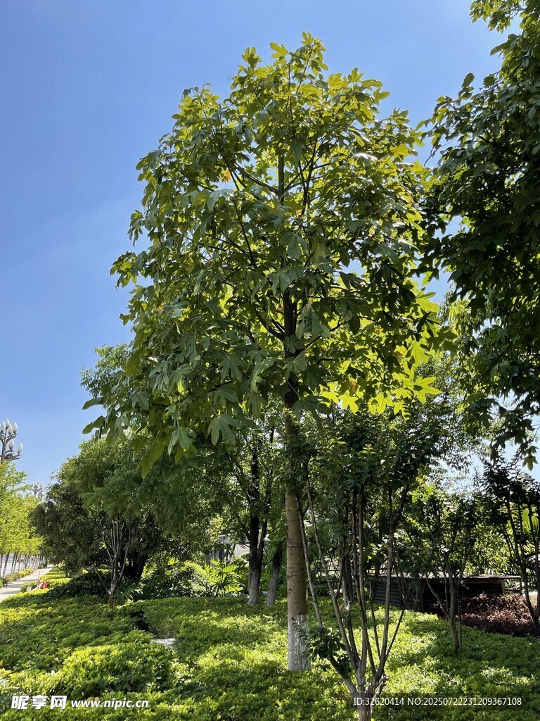 夏日葱郁绿树景观