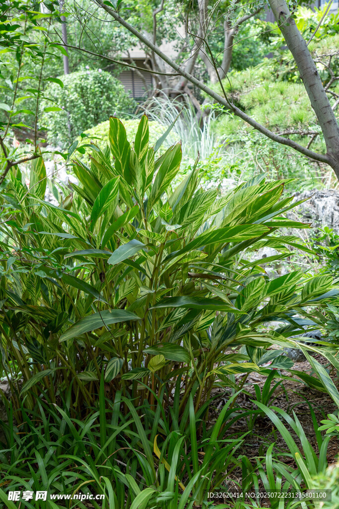 茂密丛林中的绿色蕨类植物