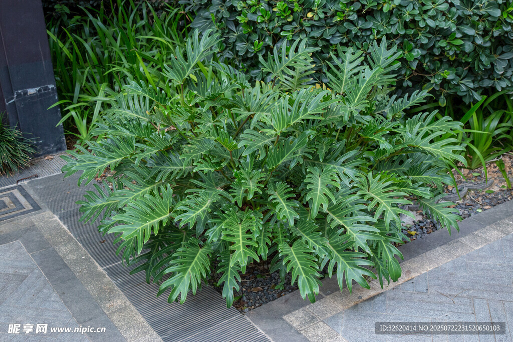 路边翠绿植物景观