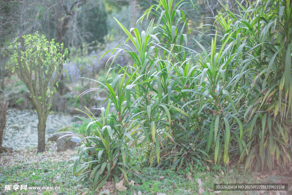 野外葱郁绿植景观