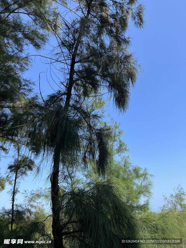 蓝天映衬下的葱郁树木