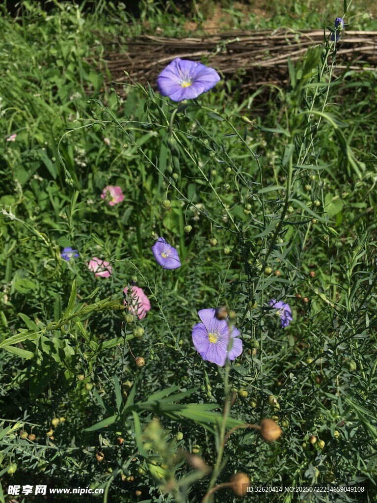 草丛中的紫色美丽花朵