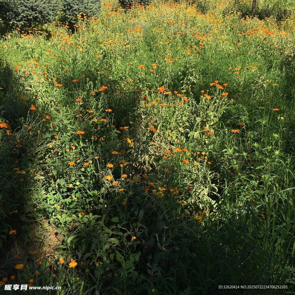 野外绚烂的花草景观