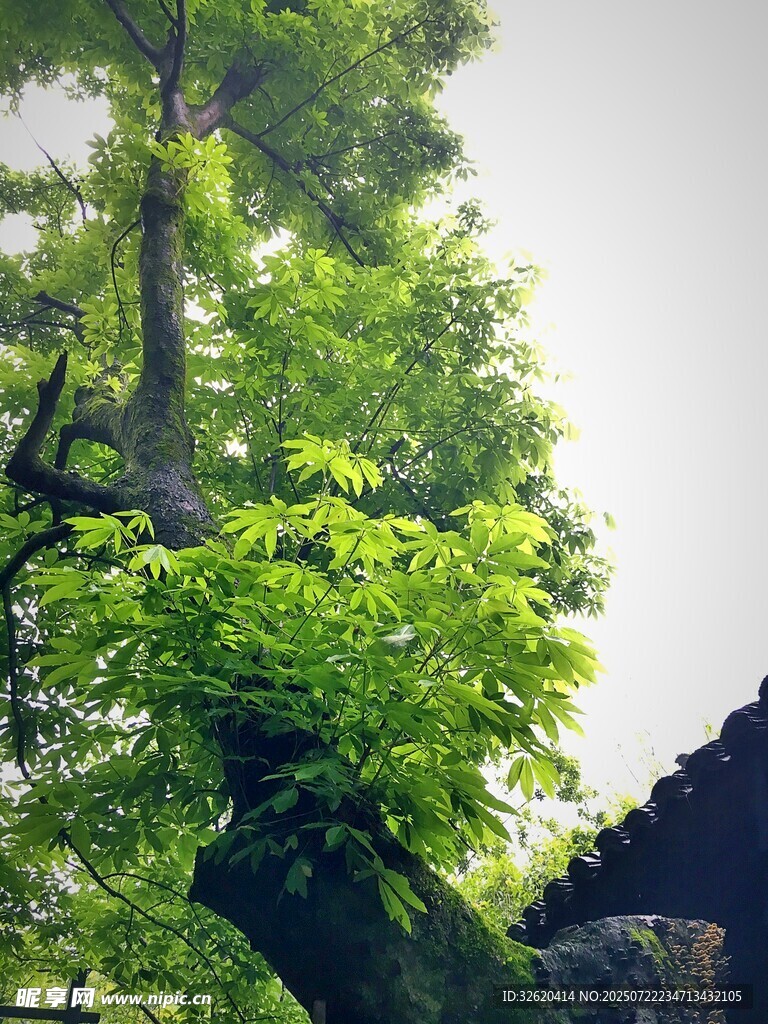 古树下的翠绿新叶