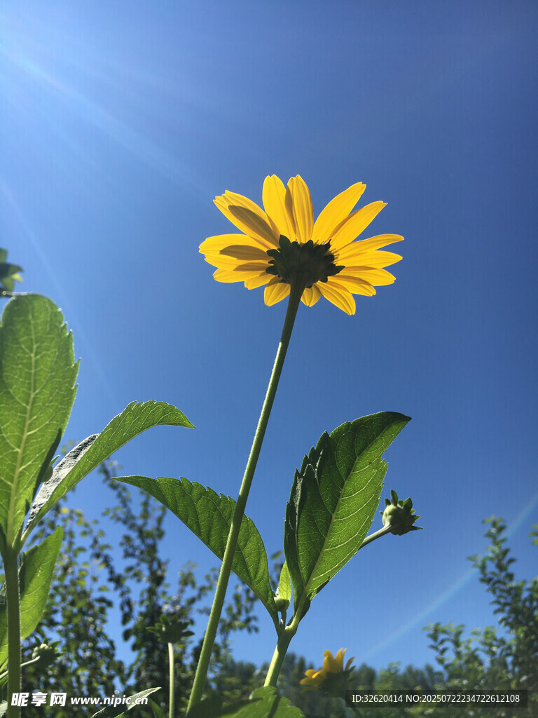 阳光下的灿烂黑心金光菊