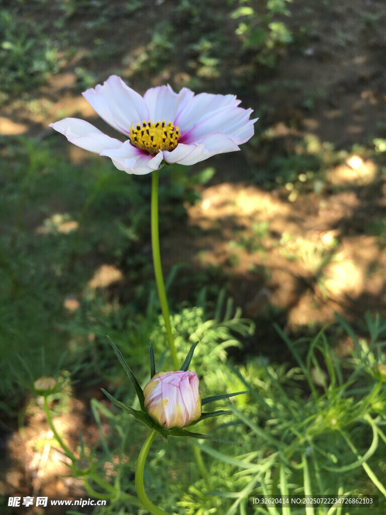 白色格桑花与花苞特写