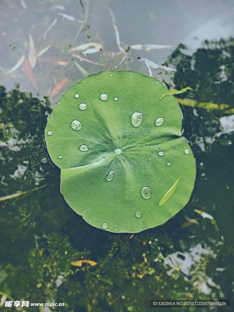 荷叶上的晶莹水珠