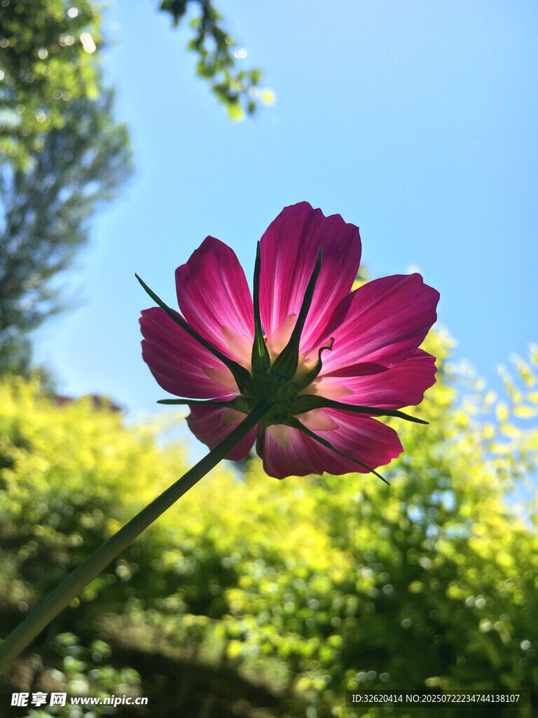 阳光下的艳丽波斯菊