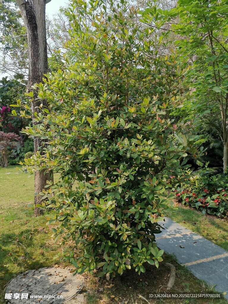 庭院中的繁茂绿植