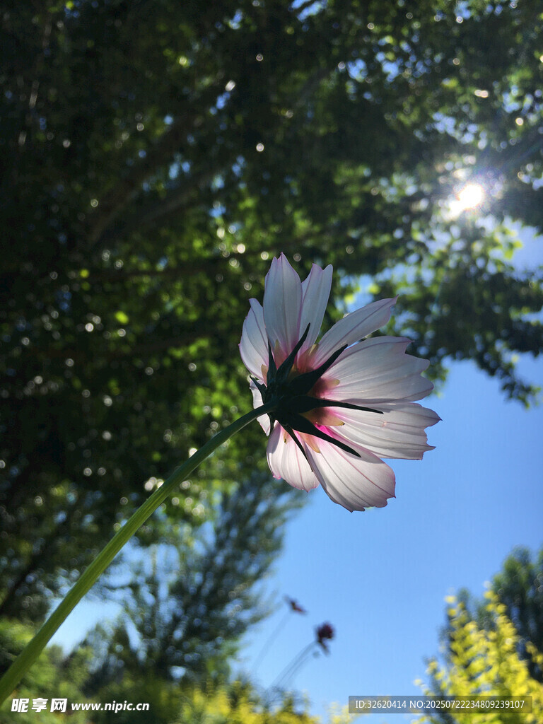阳光下绽放的美丽花朵