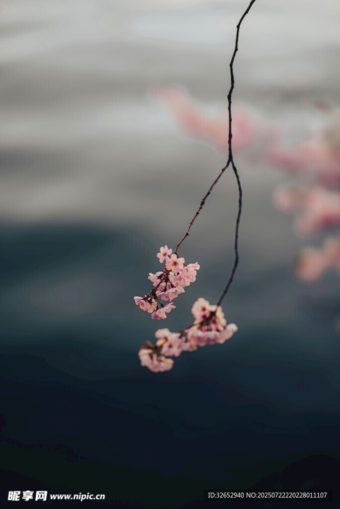 水中垂枝绽粉花