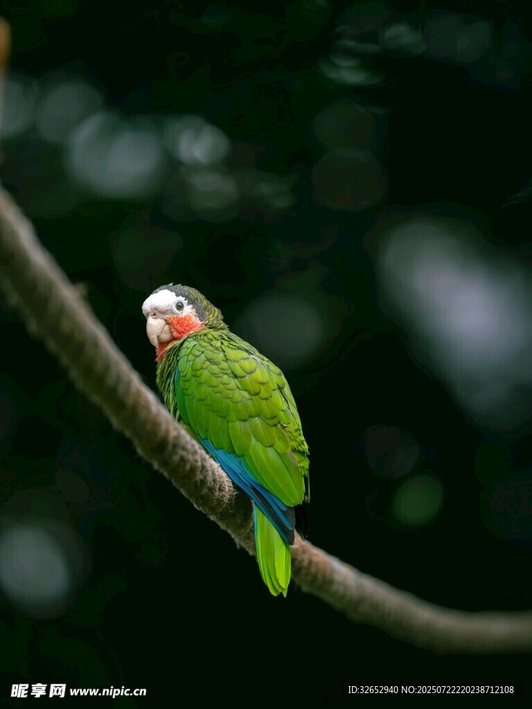枝头绿鹦鹉