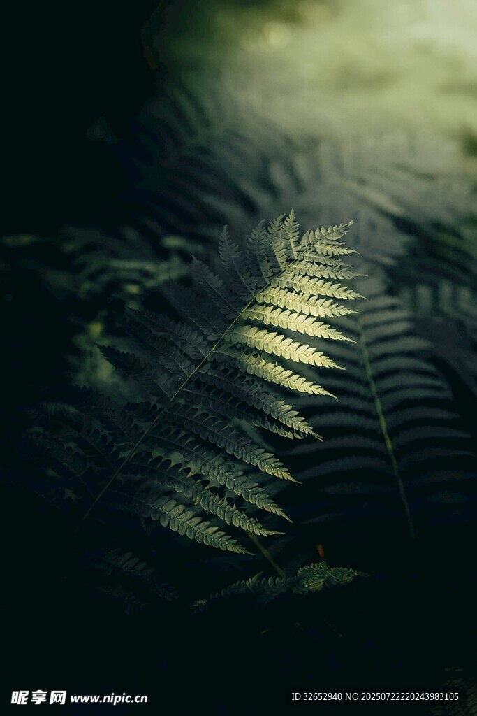 神秘蕨类植物光影世界