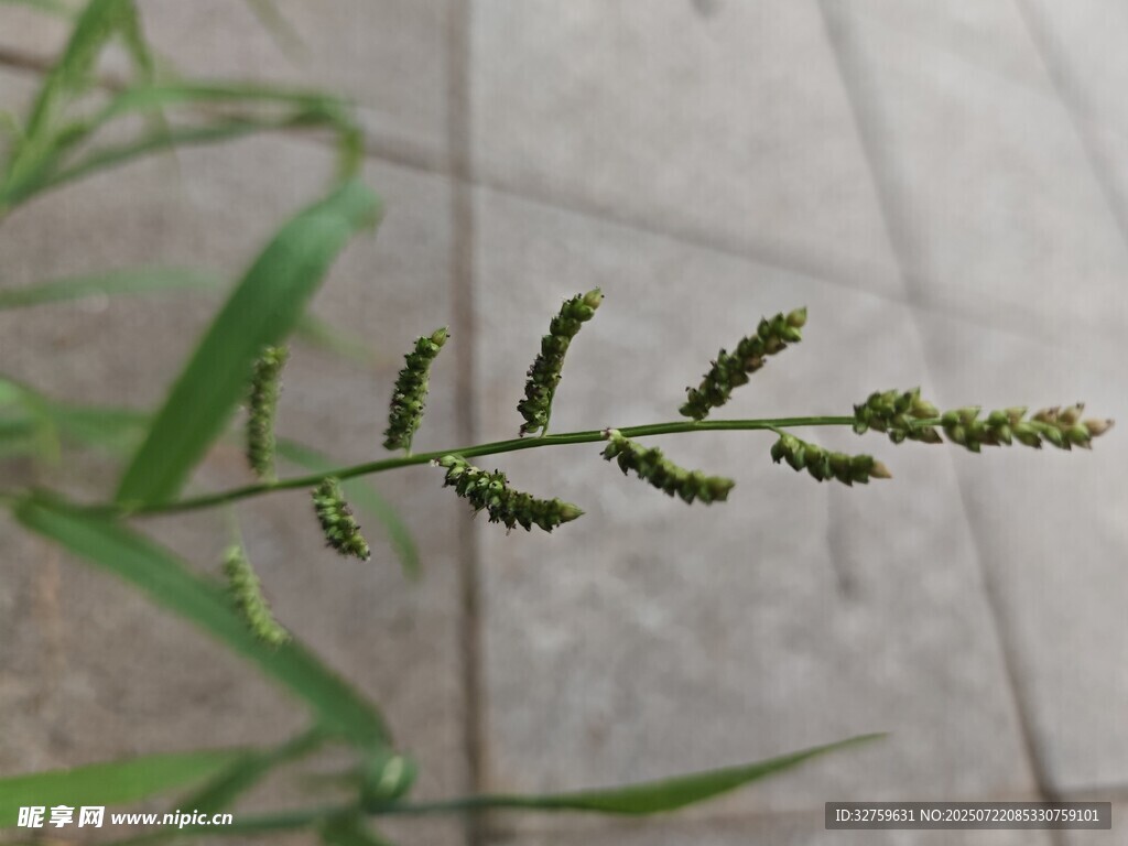 一株带穗的绿色野草