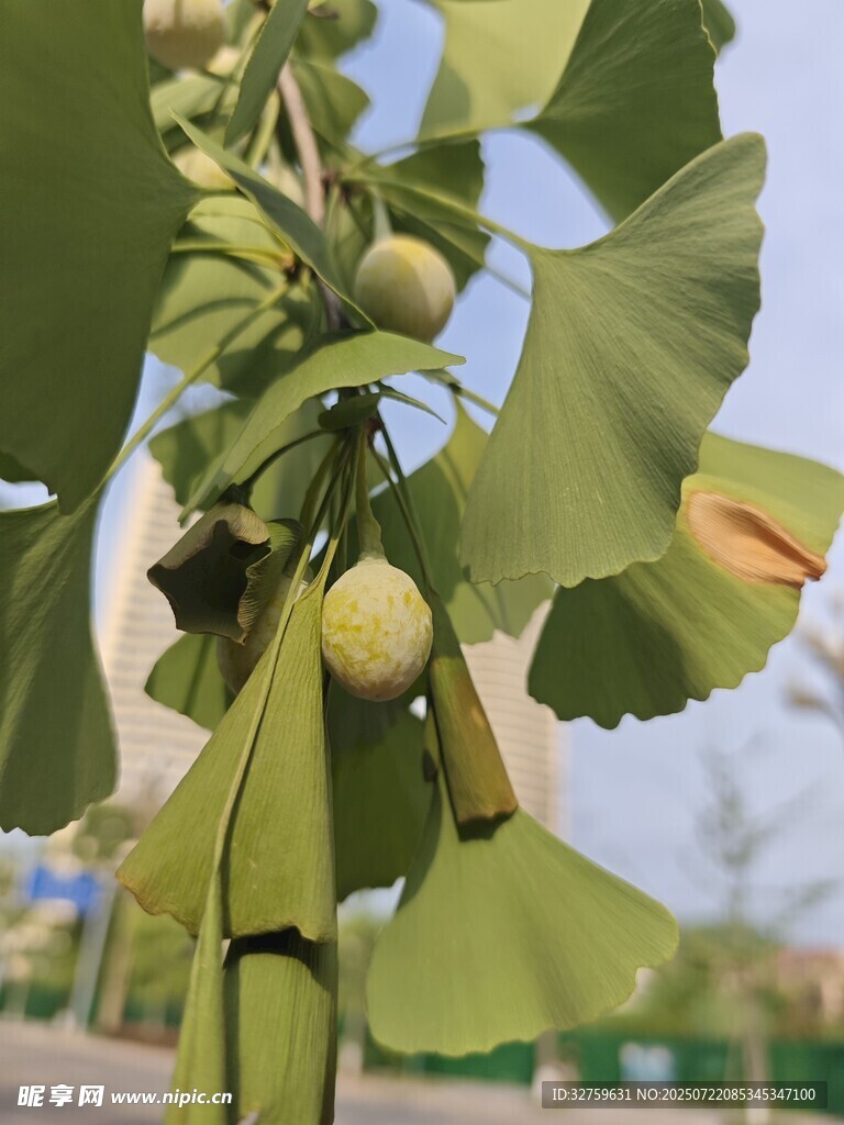 银杏树枝上的果实与叶片