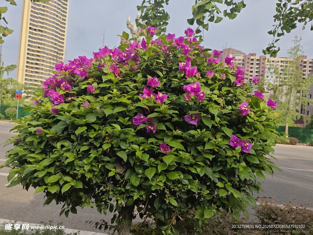 繁花盛开的绿植景观