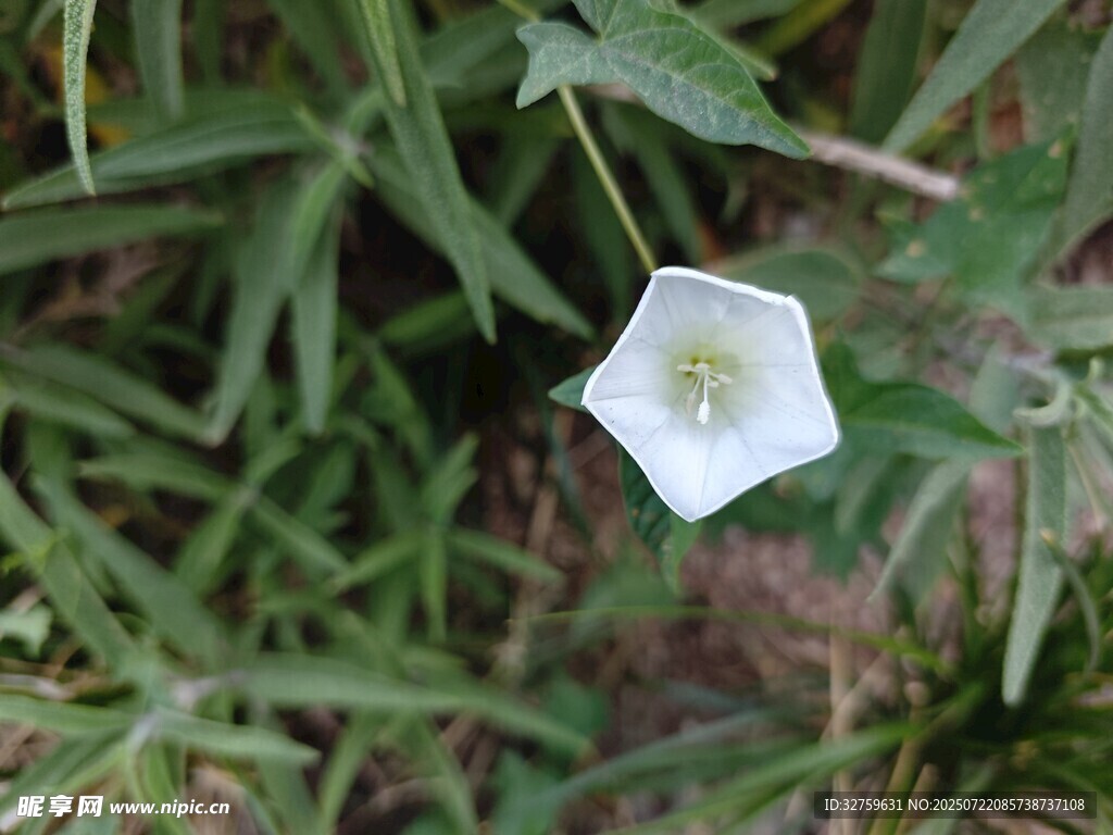 白色小花绽放于绿草间