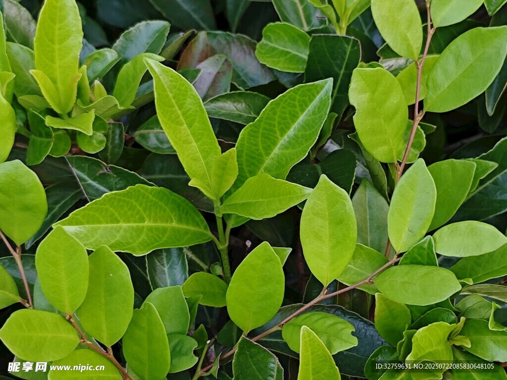 翠绿叶片特写