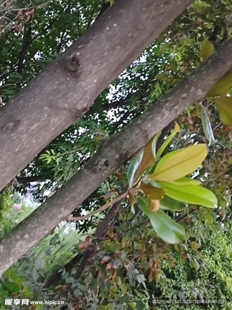 枝叶繁茂的树木景象