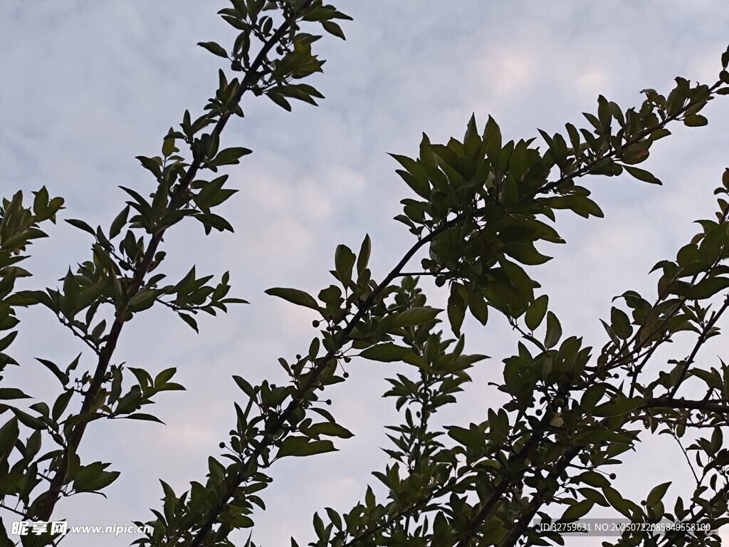 枝叶繁茂的树梢