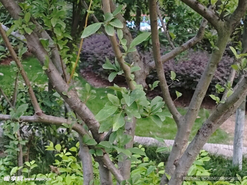 繁茂枝叶下的绿意景致