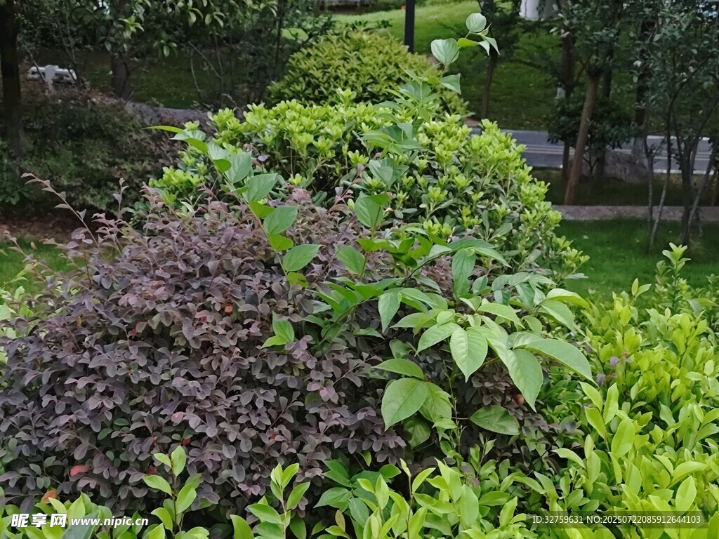多彩绿植景观