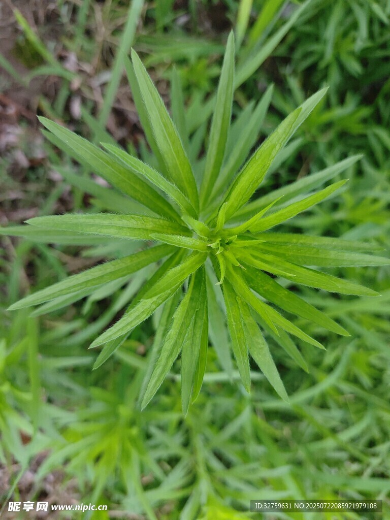绿色星形叶片植物特写