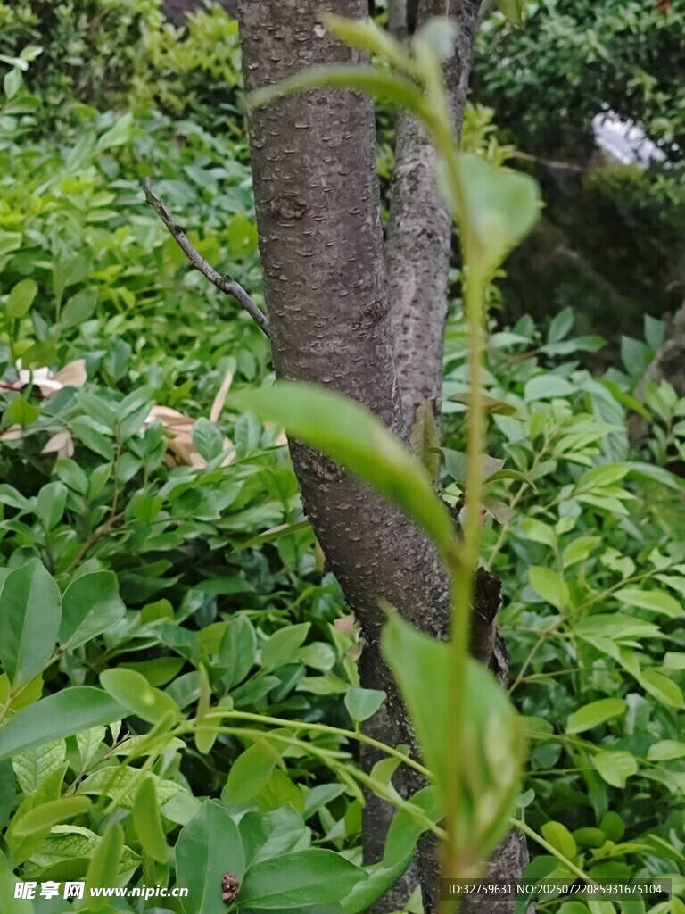 绿叶植物特写