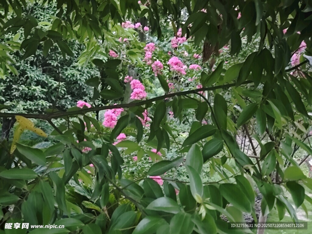 绿叶间绽放的娇艳粉花