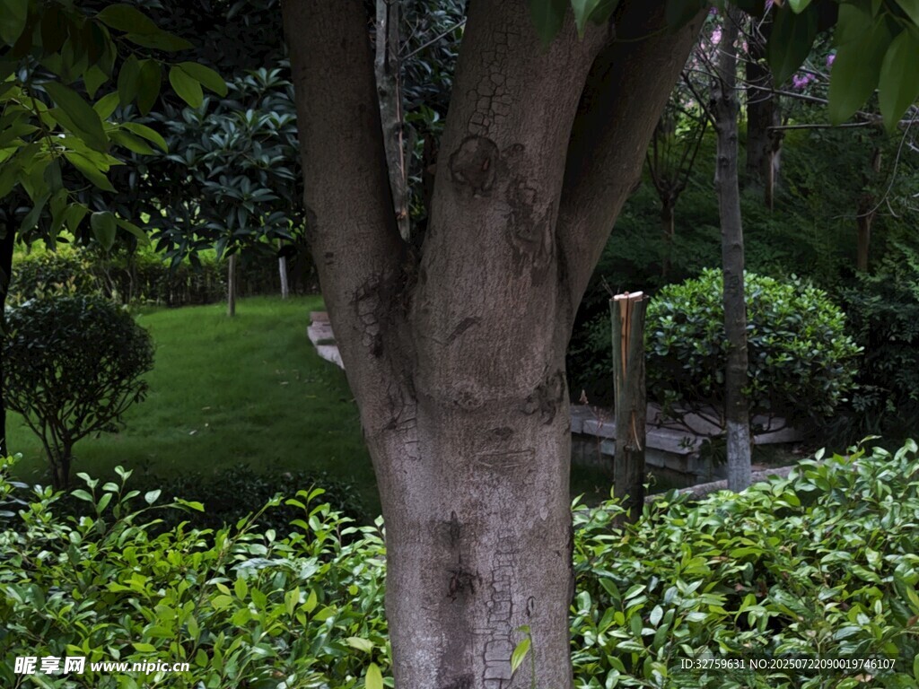静谧树林中的绿意景致