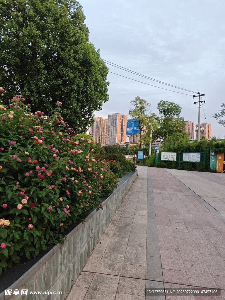 繁花装点的宁静小道
