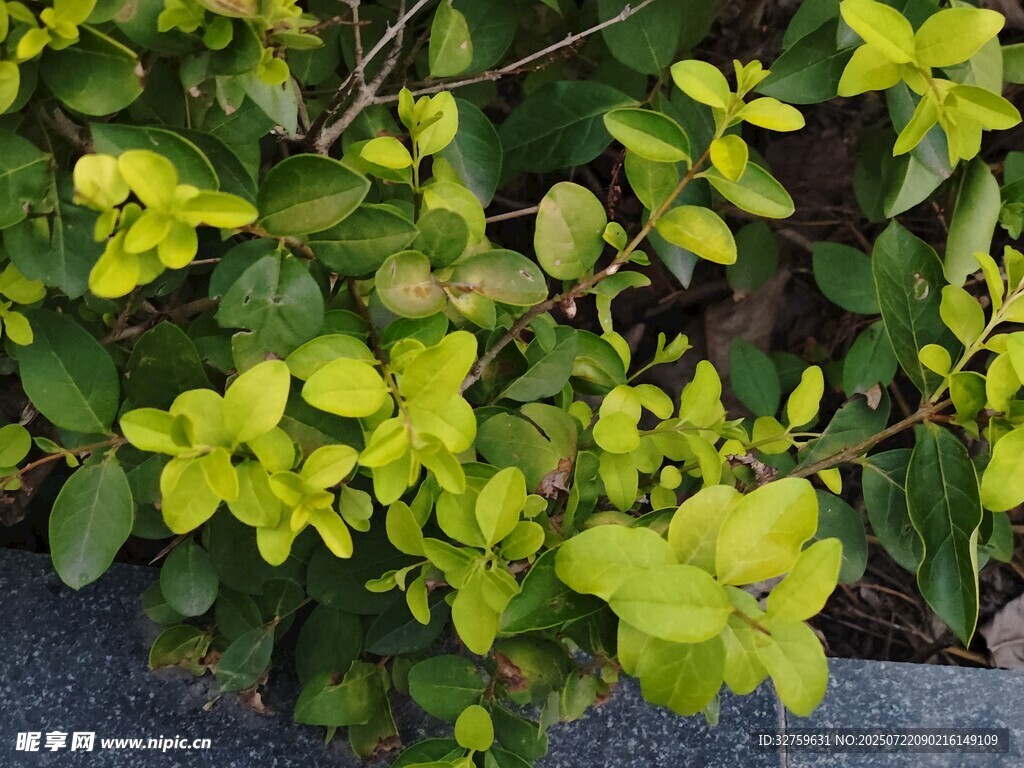 翠绿繁茂的丛生植物