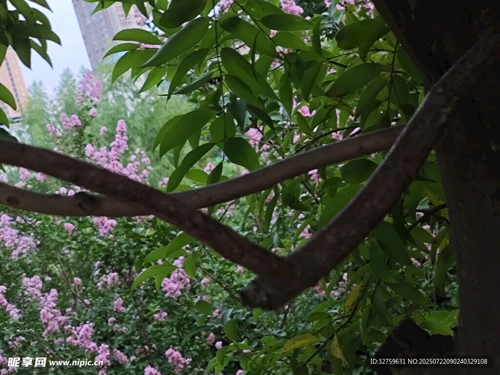 繁茂枝叶间的烂漫花丛